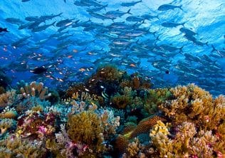 Tubbataha-Reefpanduanwisata