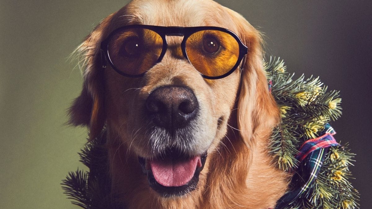 Idea Bingkisan Ideal Tod's