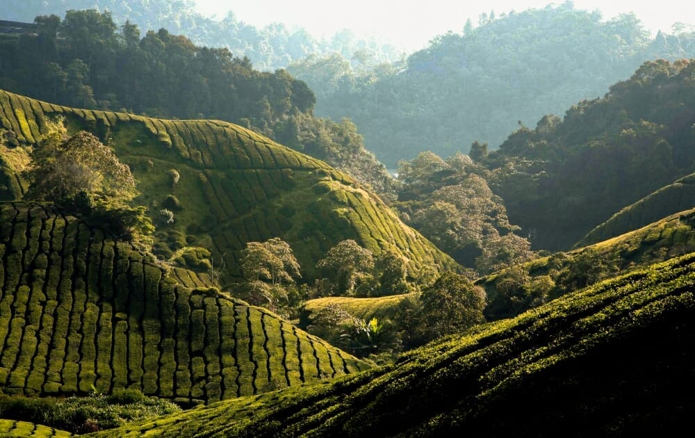 Cameron Highlands