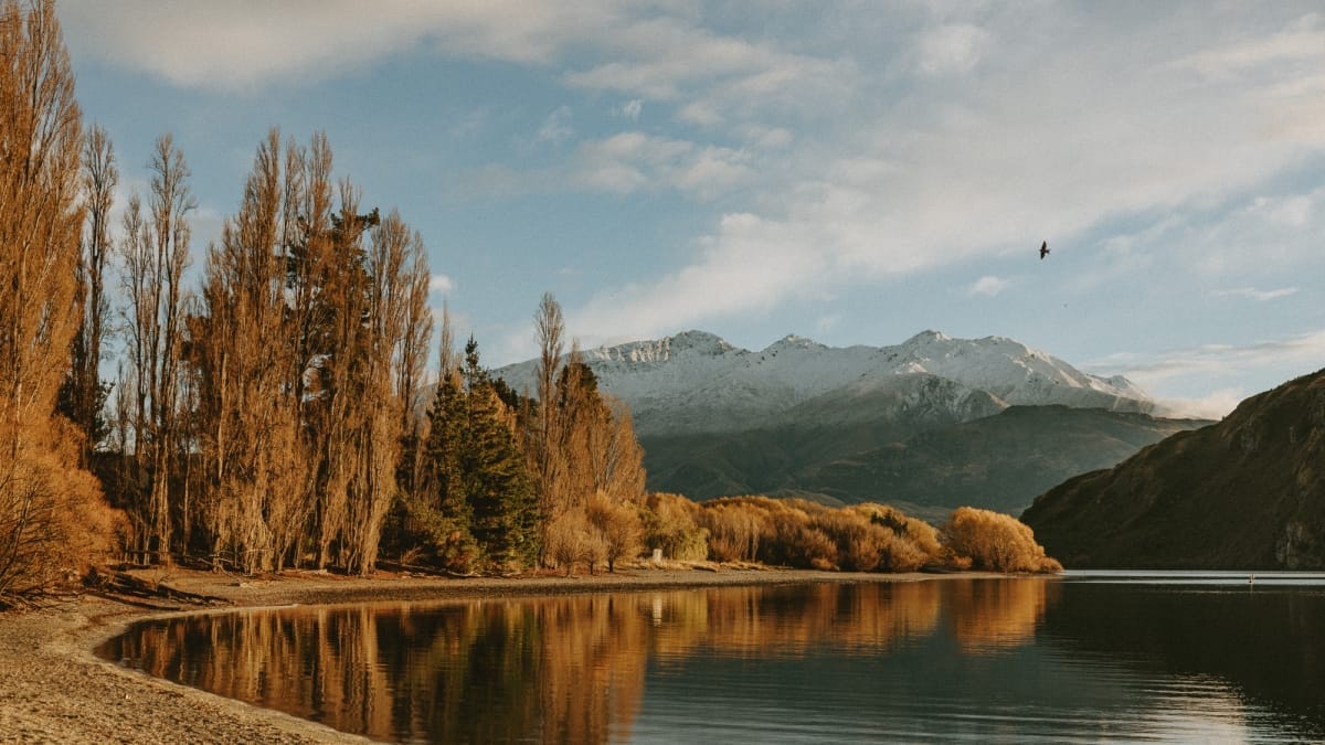 percutian new Zealand