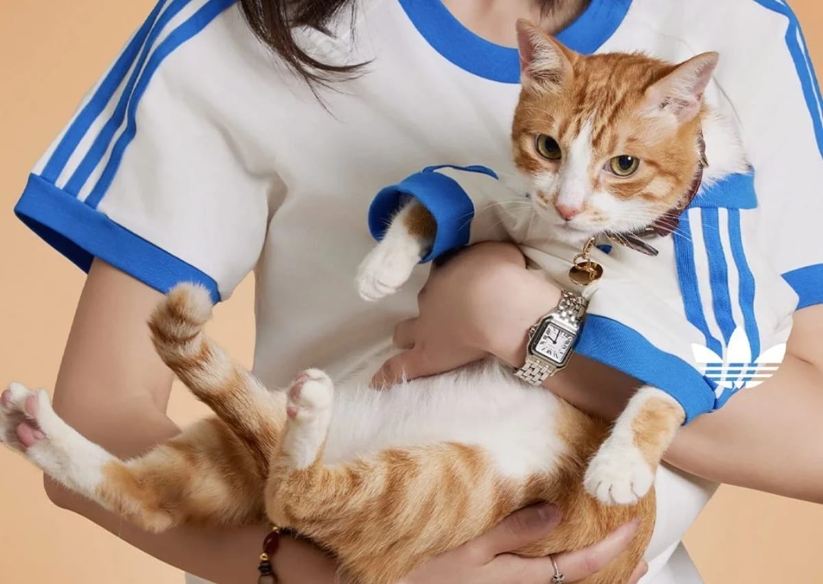 Adidas pet collection untuk si comel anda